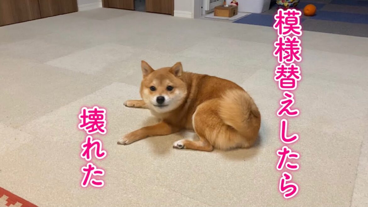 模様替えしたらテンションMAXで爆走する柴犬が可愛い