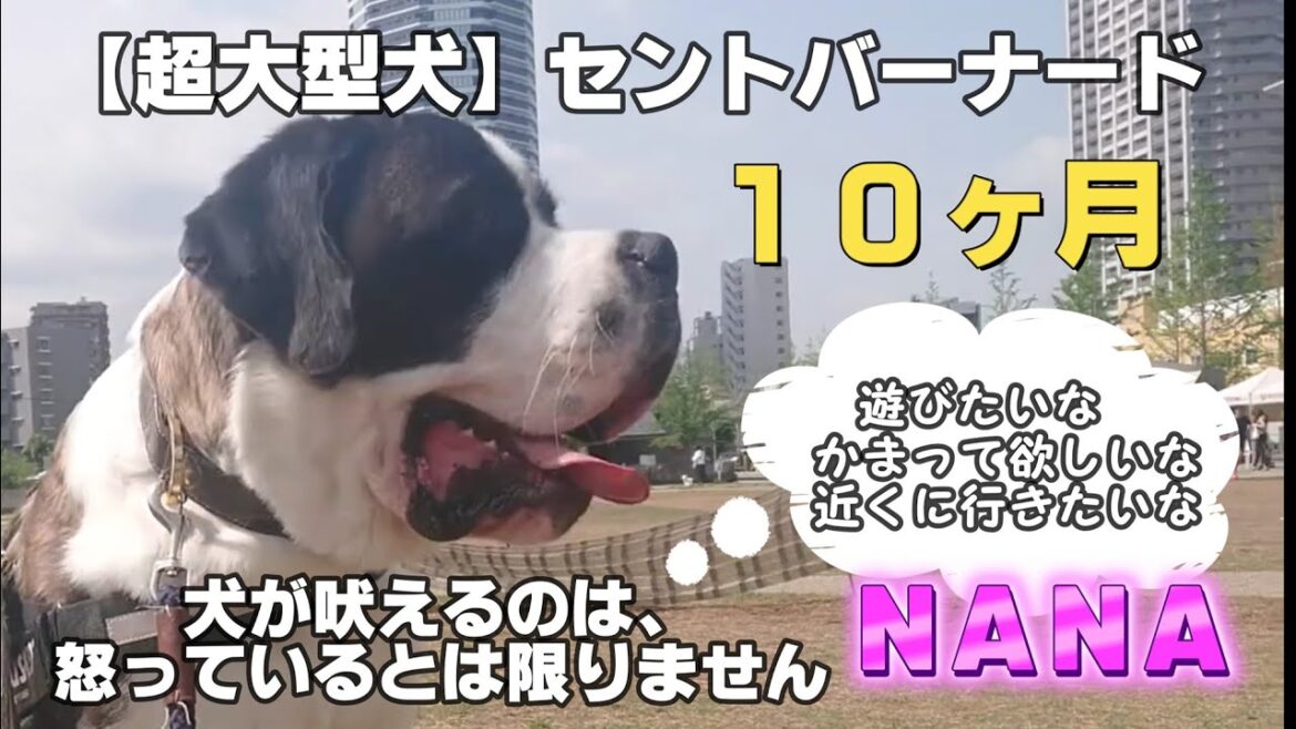 【超大型犬】セントバーナードNANA★３６回目★吠えてもいいんだよ★犬の感情表現と上手く付き合おう★