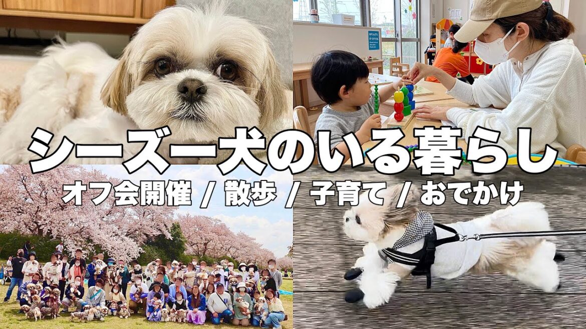 【ルーティン】もふもふ可愛いシーズー犬と家族の10日間（2023.4.1-4.10）/ Shih Tzu takes a walk everyday in April.