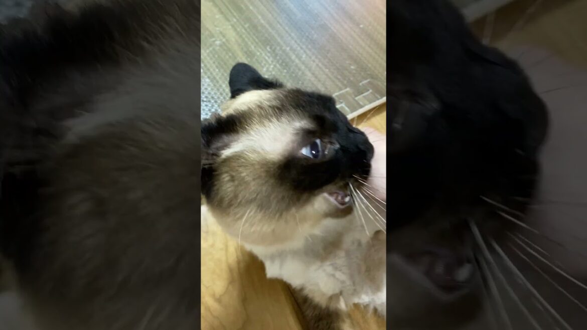 【2023.04.26】今日のシャム猫のふくさん（音無し）【たぬき猫】 #shorts 今日は怒っていますね
