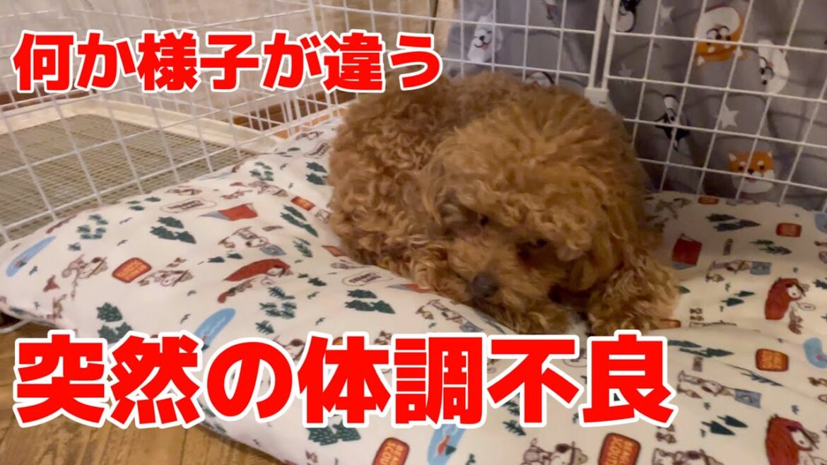 【突然の体調不良】一体どうした？謎の震え 明らかに様子がおかしい