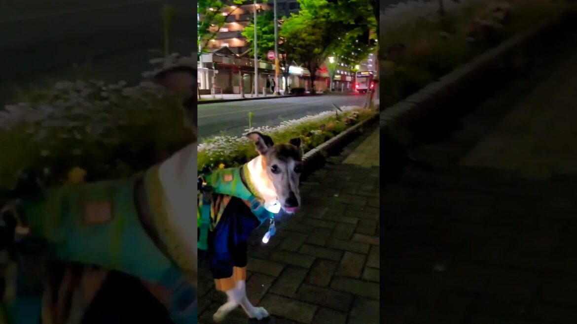 テリトリー夜散歩。今日も忙しいイッヌ。ウィペットのカイトおじさん。 Whippet Dog KAITO Busy Territory Night Walking FUKUOKA JAPAN