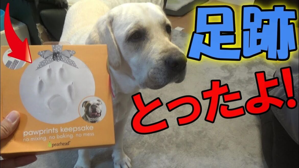 【グッズ】足跡とったよ！～ラブラドールレトリーバー～