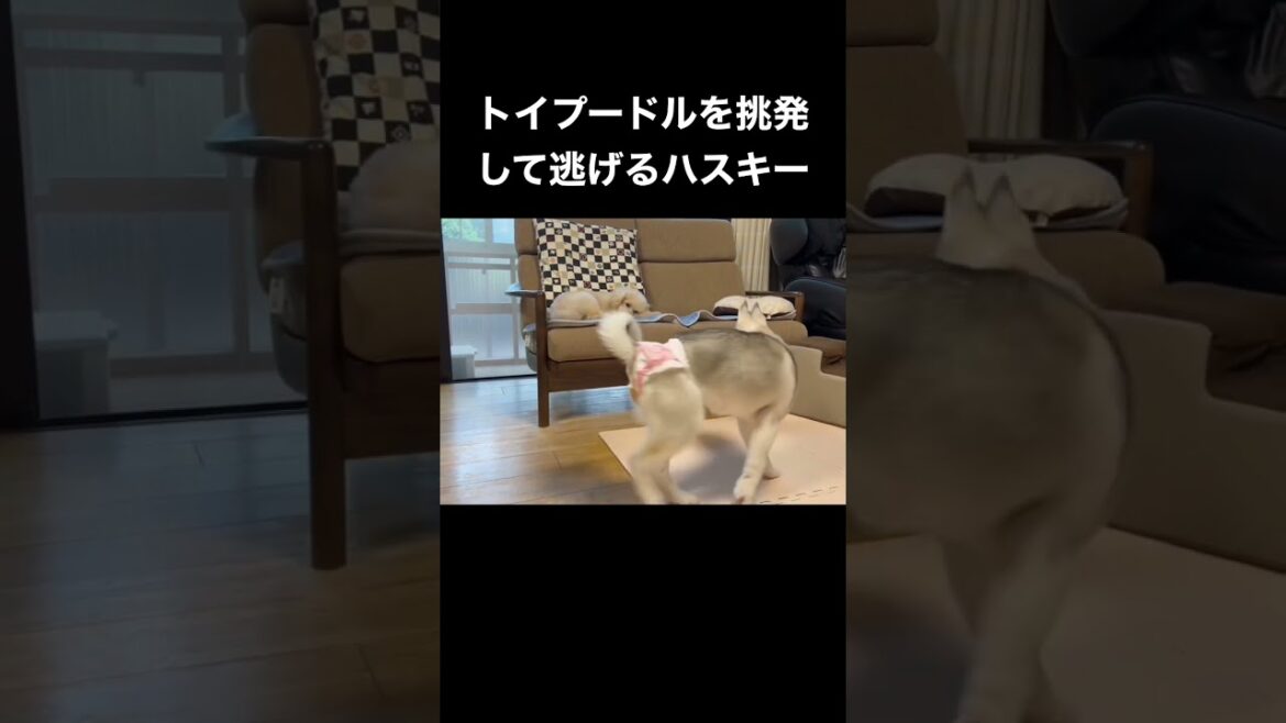 トイプードルを挑発して逃げるシベリアンハスキーの子犬 #shorts