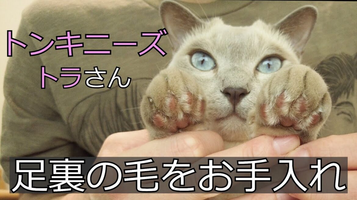 【お手入れ】【トンキニーズ】肉球周りの毛をお手入れ（＃63）