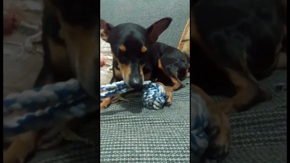 Funny cute dog playing with his toy. Funny cute dog playing with his toy.