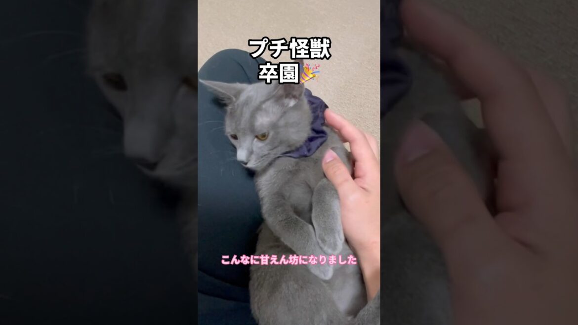 ロシアンブルーっぽい元野良猫がずっとのお家へ #shorts ロシアンブルーっぽい元野良猫がずっとのお家へ #shorts