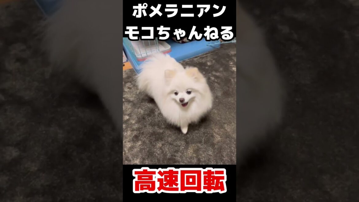 高速回転するポメラニアン