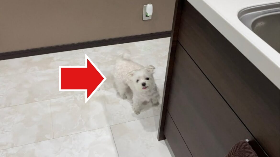 めっちゃ諦めの悪い犬をご覧下さい【マルチーズ】