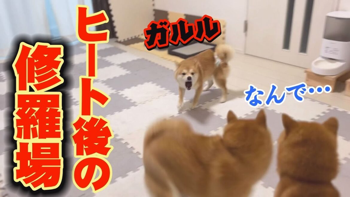 隔離生活終了！ヒート明けの妹柴と兄柴達を引き合わせてみたのだが・・・