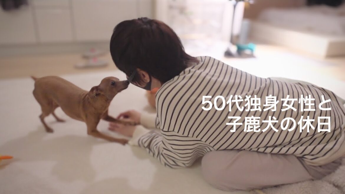 50代、未婚、子無し。でも会話できる家族ができたから温かさや感動を知った休日【ミニピン／元保護犬】