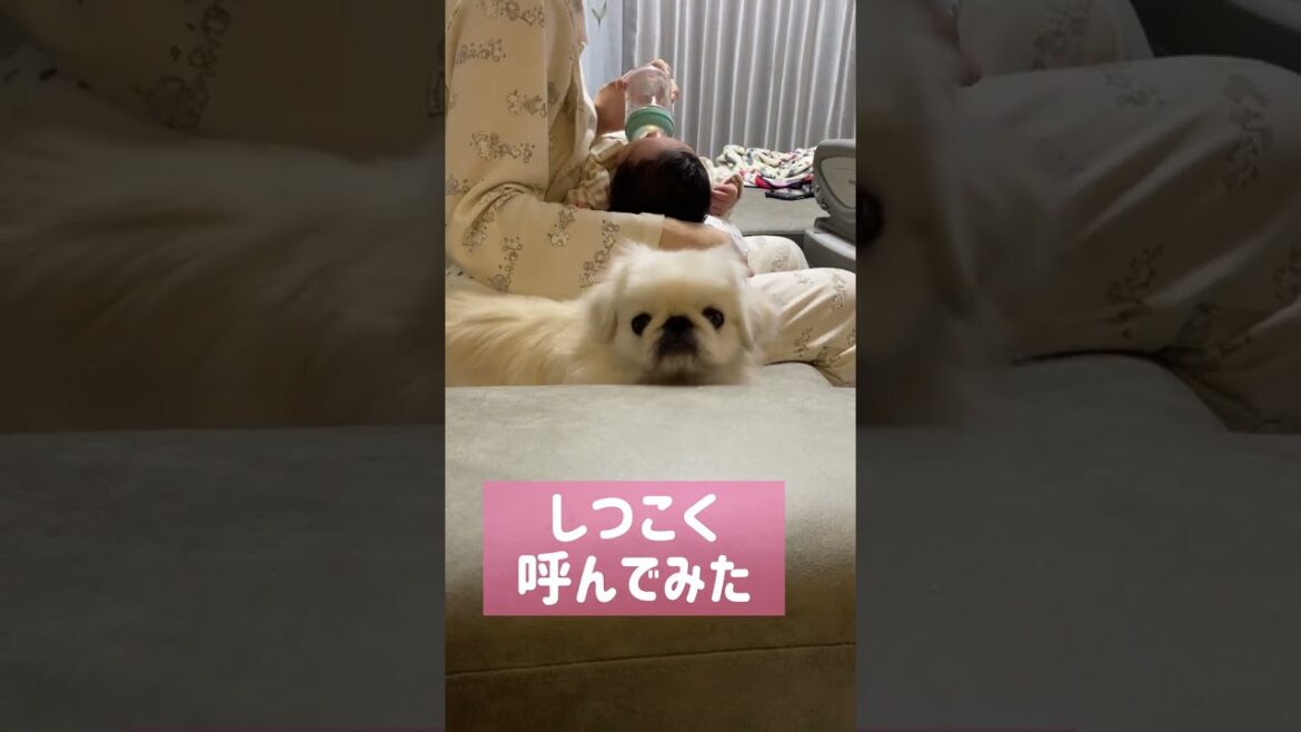 鼻ぺちゃペキニーズ