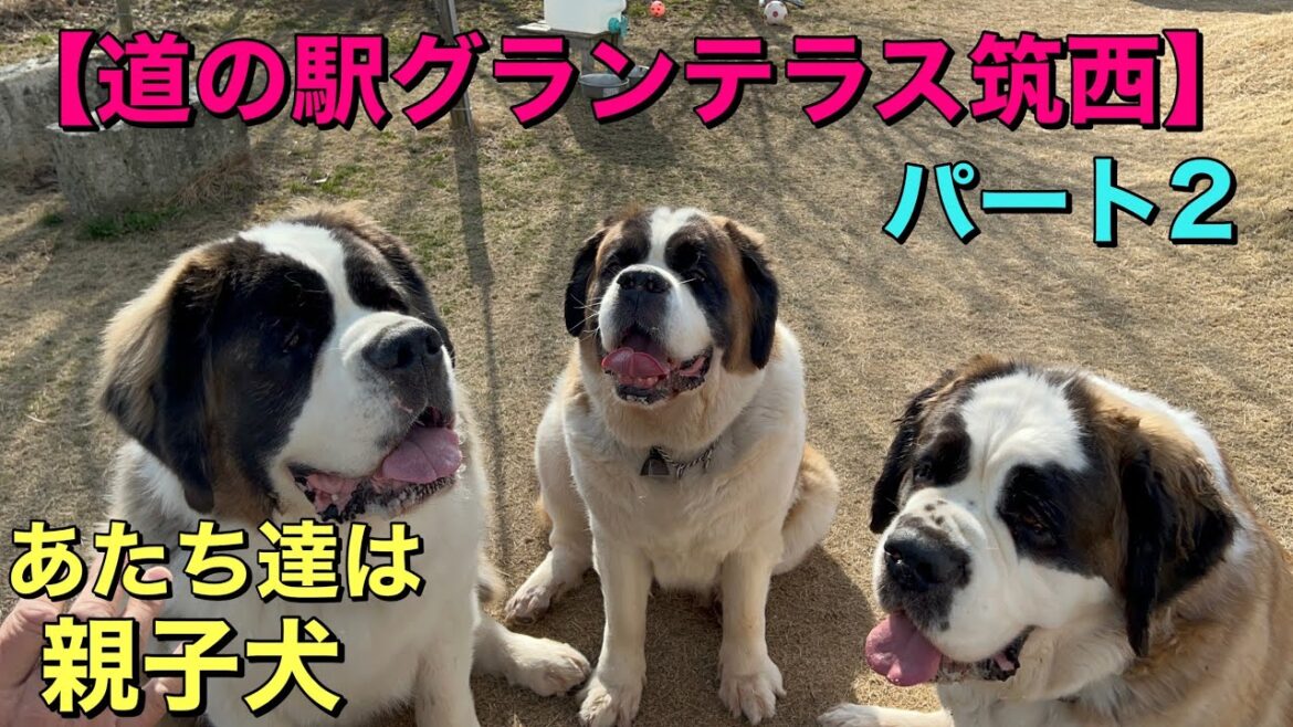 【超大型犬セントバーナード】ファミリーパーク後の道の駅グランテラス筑西　パート2