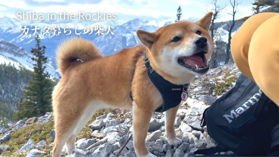 山で食べるおやつが一番だね！と言わんばかりな山好きの柴犬が可愛い【4K】