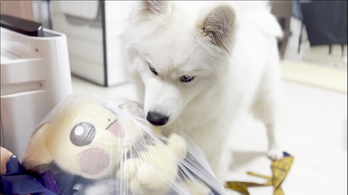 大切なおもちゃを失い戸惑いを隠せない犬【サモエド】