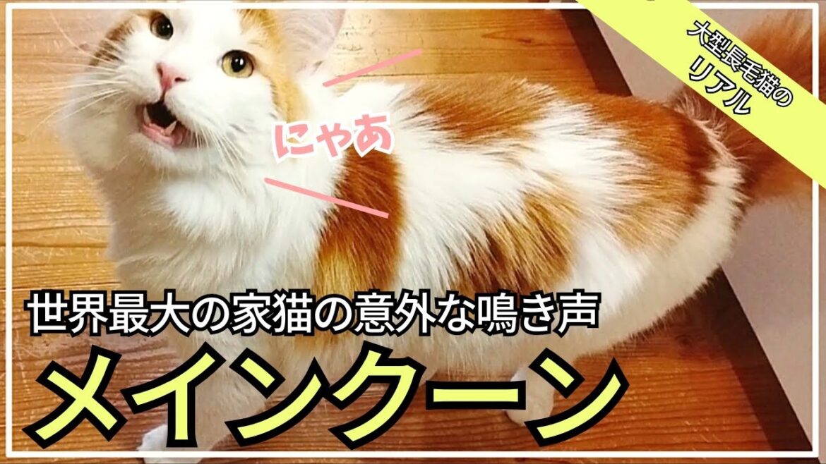 実際のメインクーンの鳴き声ってこんな感じ😺【後半に鳴き声まとめ集】