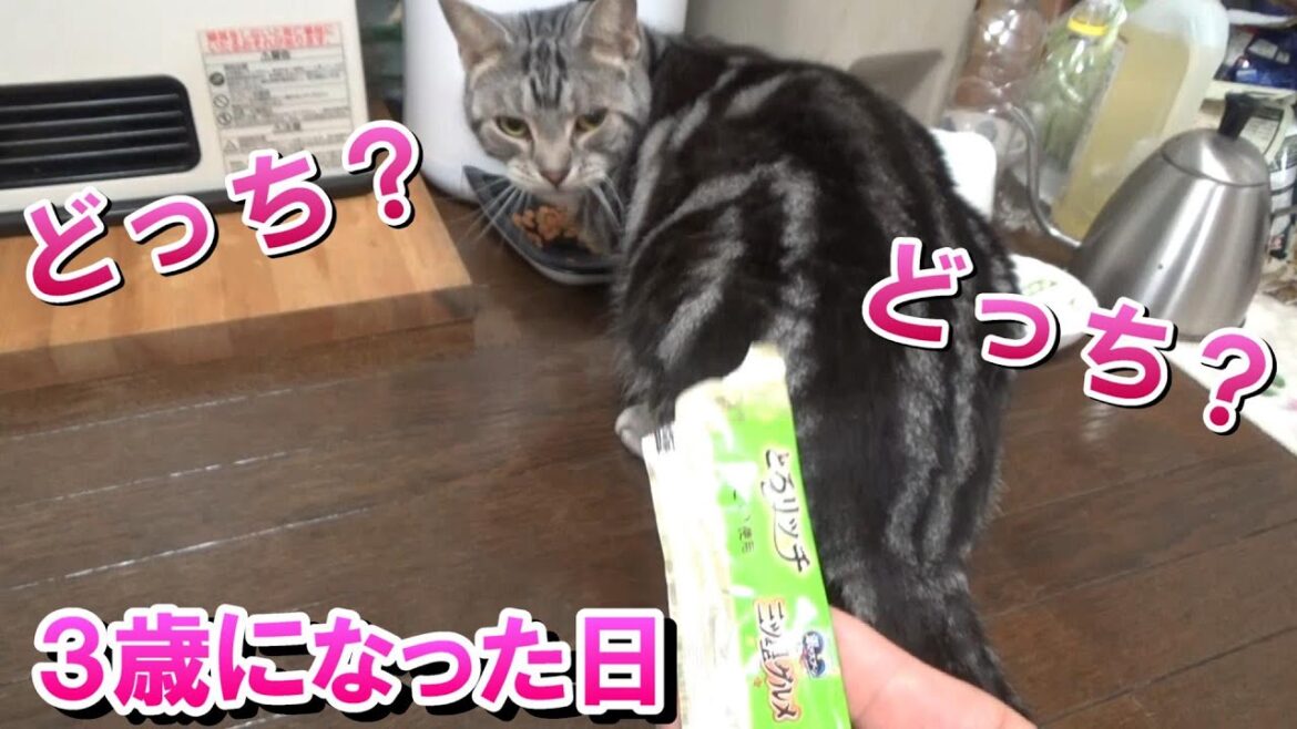 ３歳になった日の様子（アメリカンショートヘア）