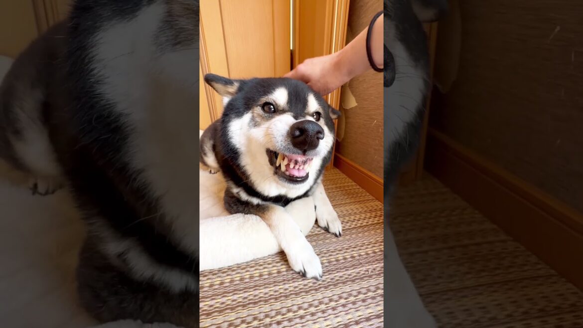 【意外な展開】怖い顔で唸る柴犬の理由が可愛すぎた💕