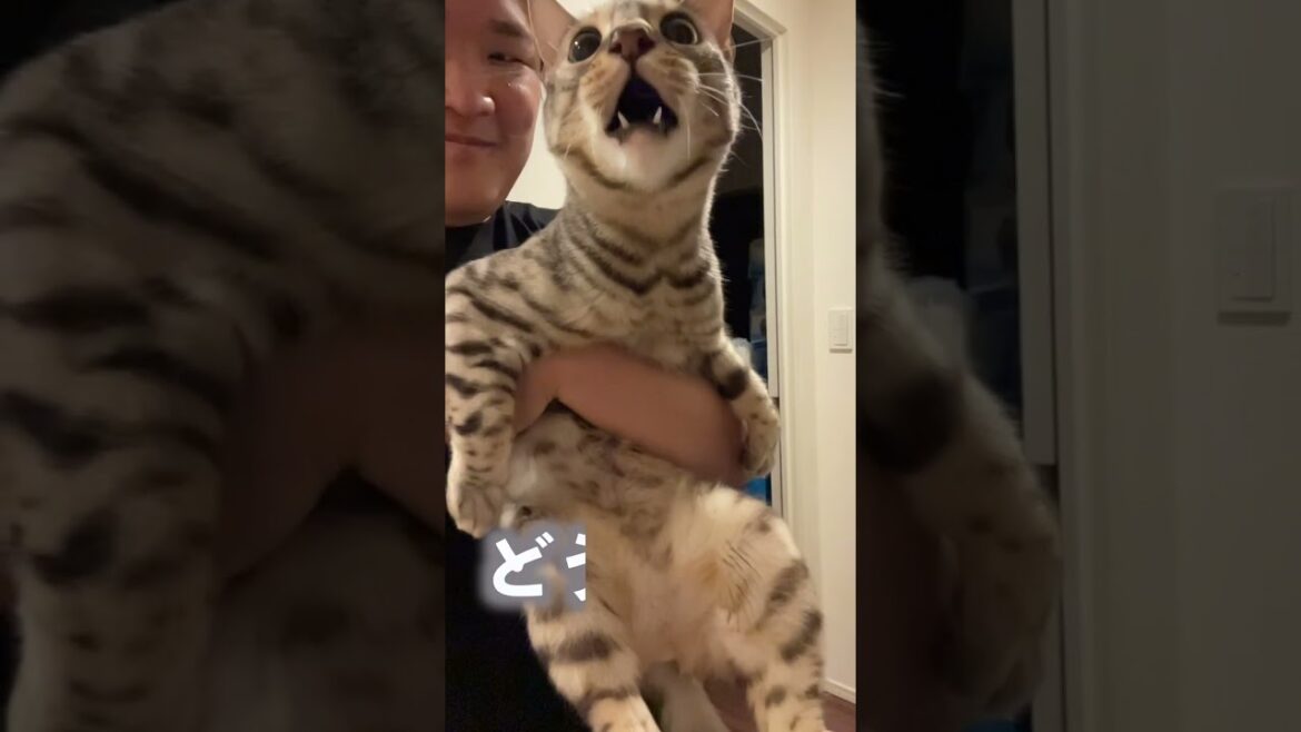 飼い主のせいで野太い声になってしまった猫 #ベンガル #ルトロゼ #猫