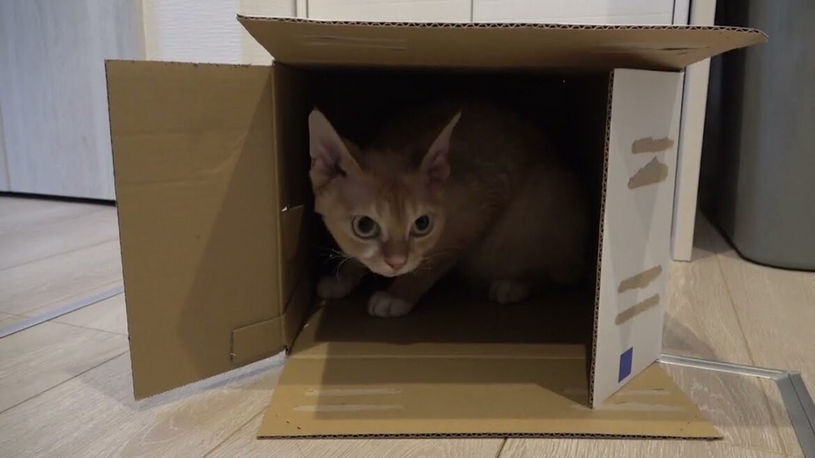 デボンレックス兄は段ボール箱が大好きです(Devon Rex cat likes cardboard boxes)