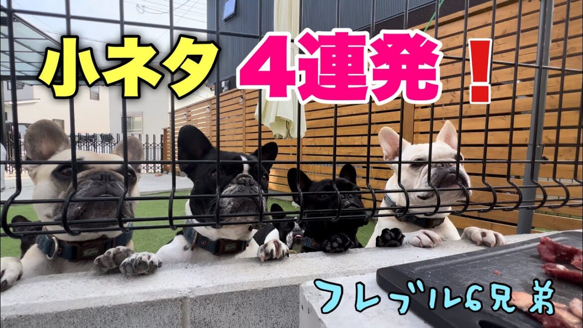 クスッと笑っちゃうフレブル6兄弟の小ネタ4連発‼