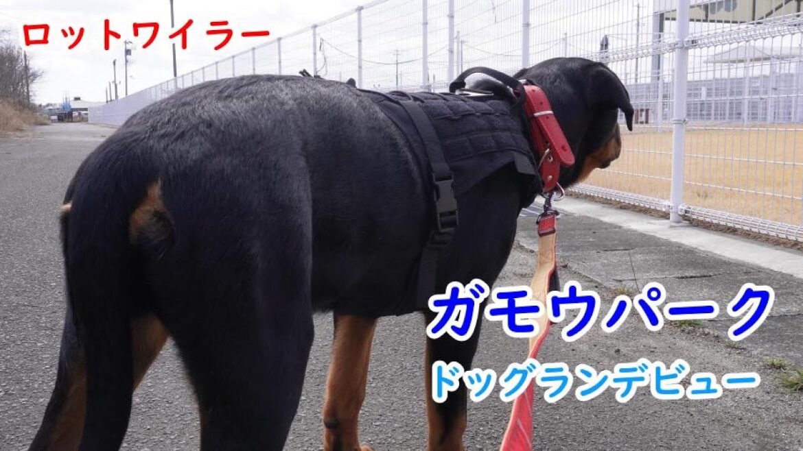 東北最大級ドッグラン　ガモウパーク　ロットワイラー生後５ヶ月　デビューの様子