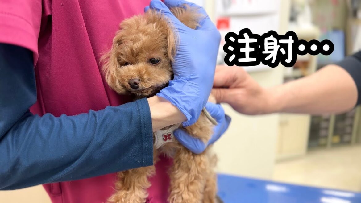 【病院】注射とドッグドックの検査結果…。【トイプードルのコロン】