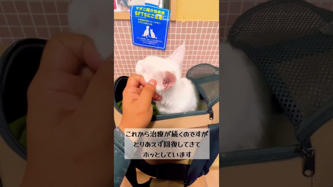 もう一度病院に行ってきました。ダイクロイックアイメインクーンのダイくん もう一度病院に行ってきました。ダイクロイックアイメインクーンのダイくん