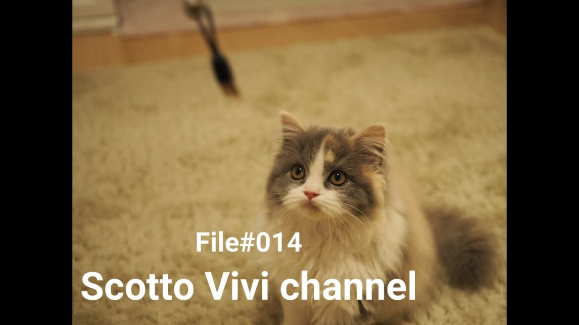 File#014～長毛スコティッシュフォールドの羽おもちゃ遊び～【子猫】
