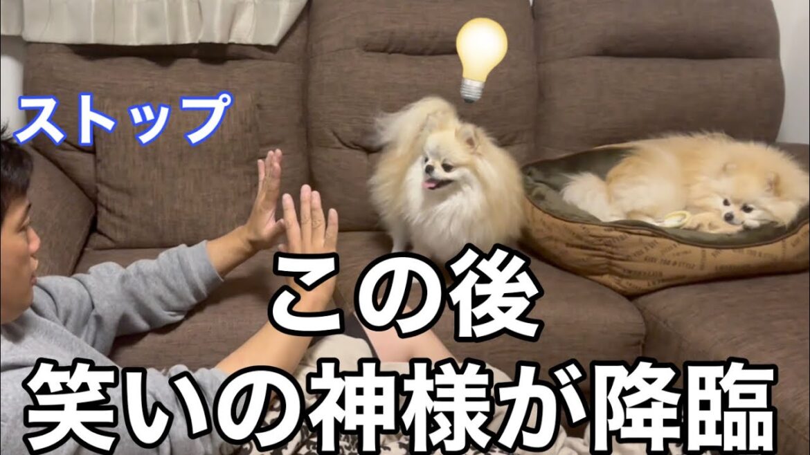 【爆笑】笑いの神様が降臨したポメラニアンの行動がマジでヤバすぎた