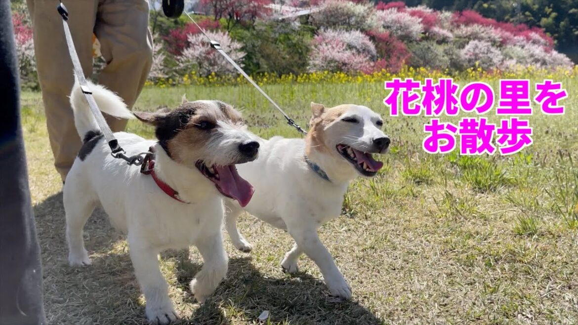 花桃の里でお散歩したジャックラッセルテリアがかわいい