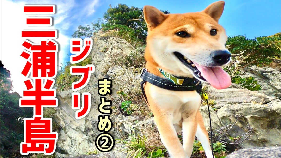 【一気見】自然の中で柴犬と暮らす【三浦半島ジブリ】BGM