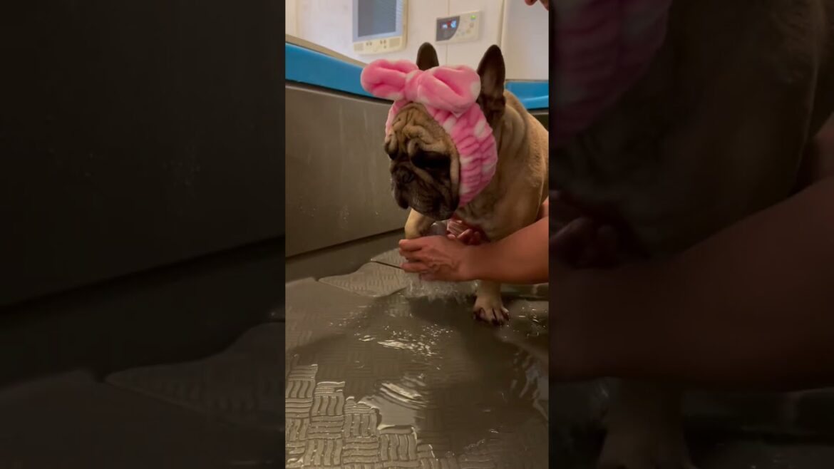 意外と似合ってる笑☆フレンチブルドッグの看板犬ぶーちゃん#shorts