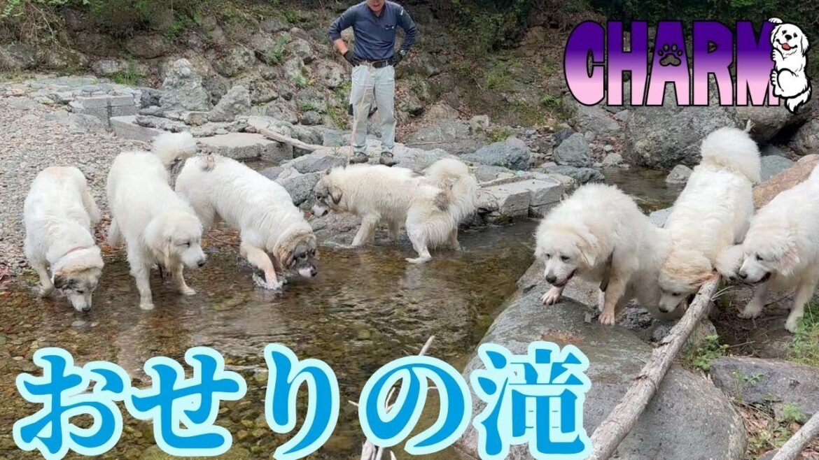 【徒歩10分】７頭みんなでお出かけしました！【グレートピレニーズ】
