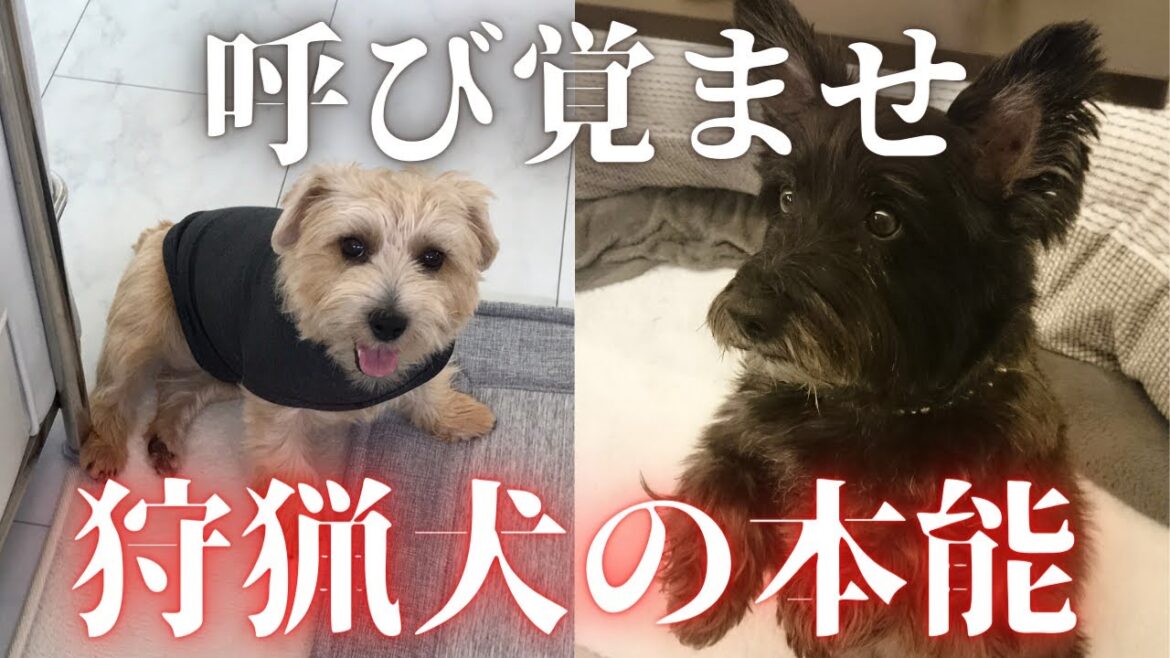 ケアンとノーフォークは狩猟犬！本能を呼び覚ませ！　ケアンテリアとノーフォークテリア【こすまつ】2頭飼いの日常　Cairn Terrier and Norfolk Terrier