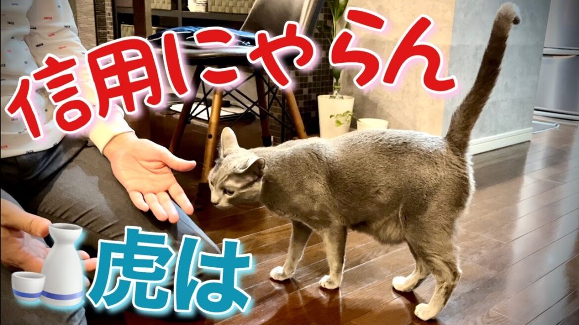 ロシアンブルー | 猫が過剰な警戒心を見せる時 [Russian Blue cat Kotetsu] When the cat show excessive vigilance