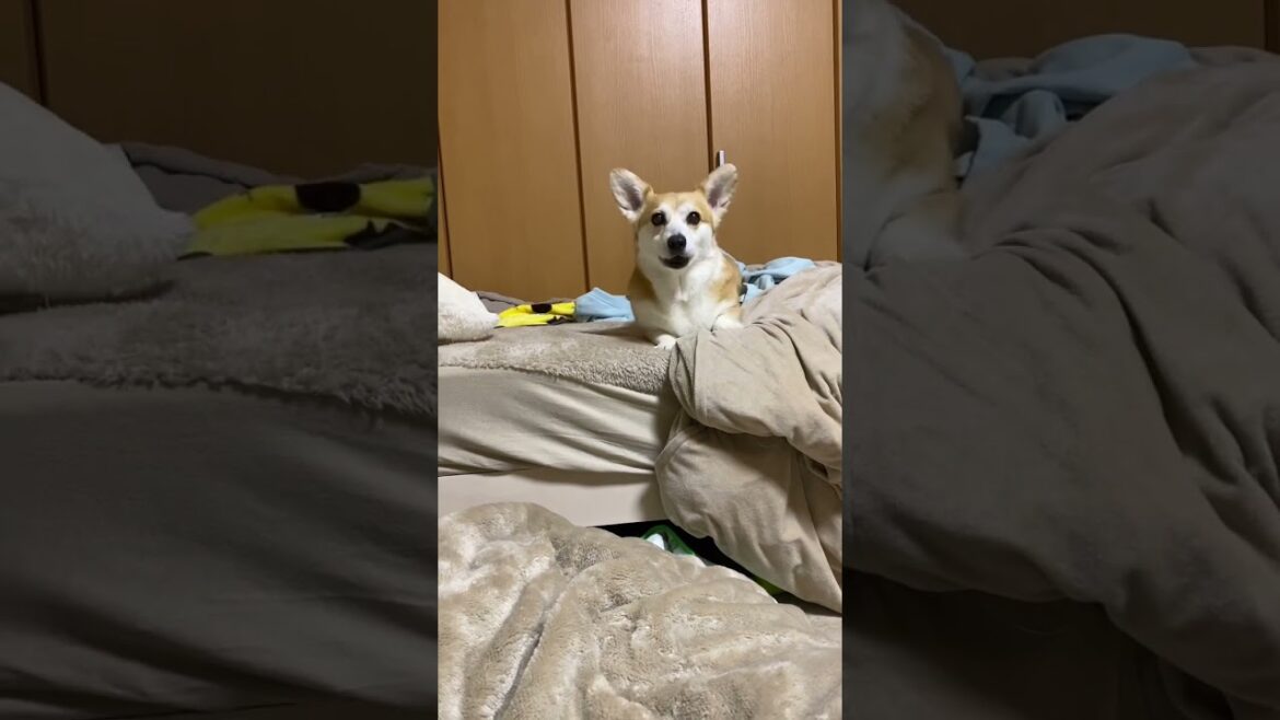 多分前世人 #コーギー #くきたん #dog
