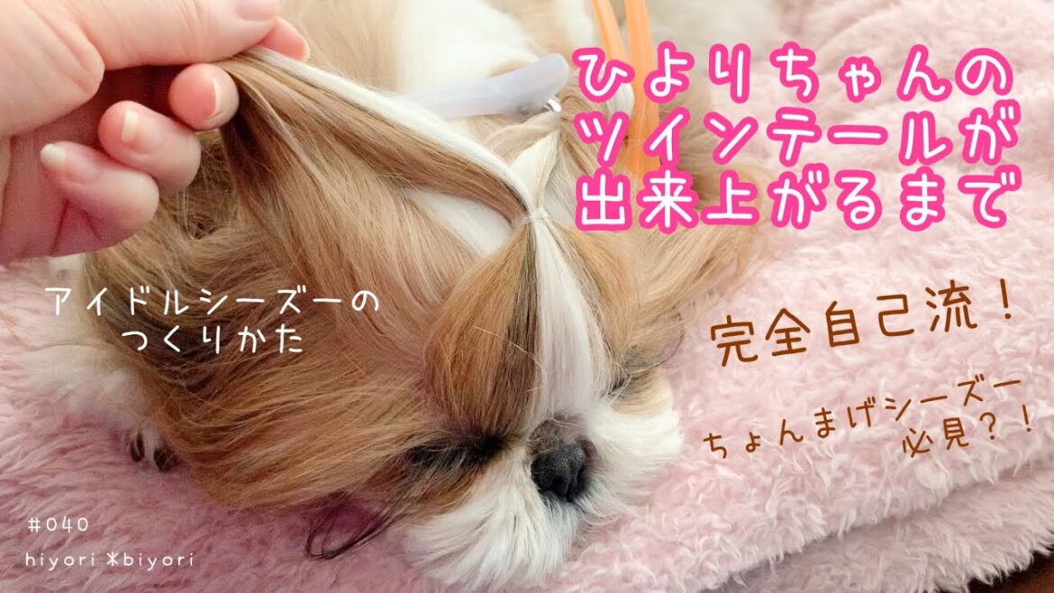 【ちょんまげシーズー必見？！】ひよりちゃんのツインテールが出来上がるまで 〜アイドルシーズーの作り方〜【トップノット】