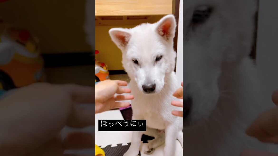 【柴犬じゃないよっ】紀州犬ウルのほっぺうにうに【デカいけど子犬です】
