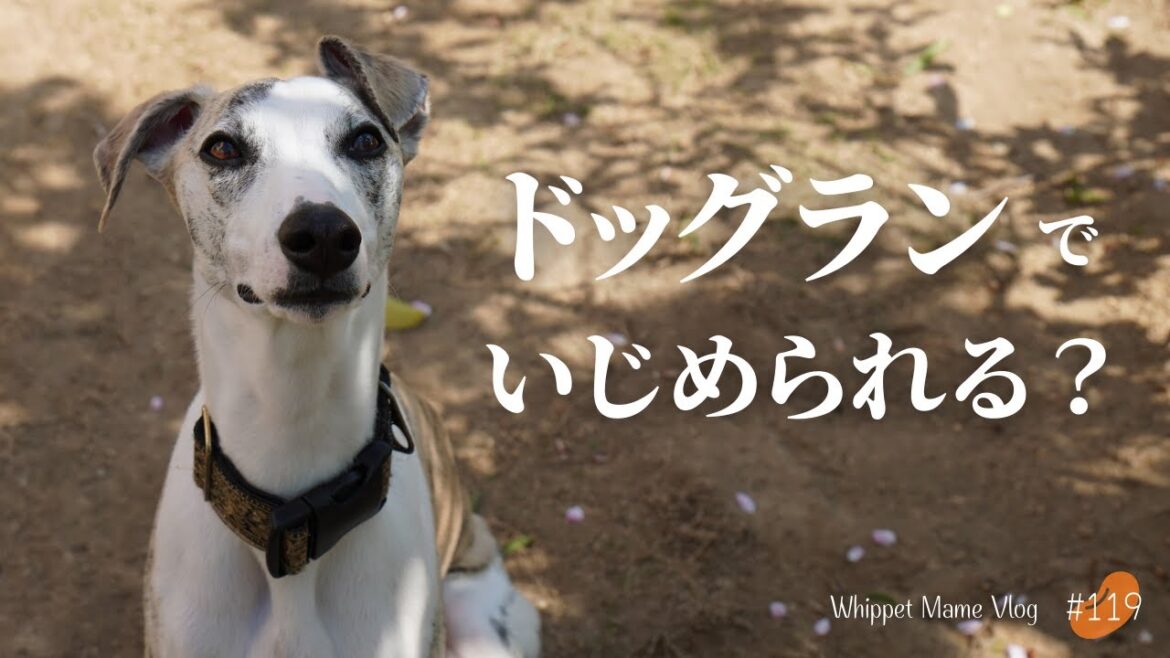 いつもドッグランで喧嘩を売られるウィペットがついに克服! #119 いつもドッグランで喧嘩を売られるウィペットがついに克服! #119