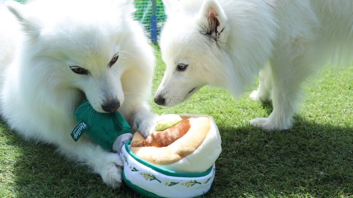 【ドギボ】パンケーキのおもちゃで・・・アレっ！？【Doggy Box】