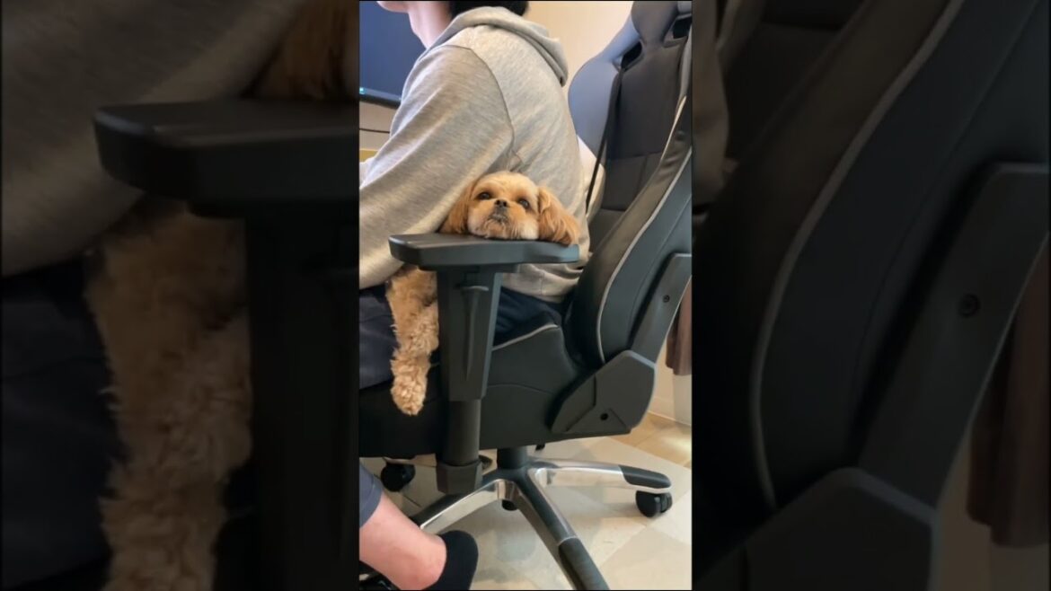 大好きな場所でジャストフィットする犬 トイプードル×ペキニーズ　#shorts