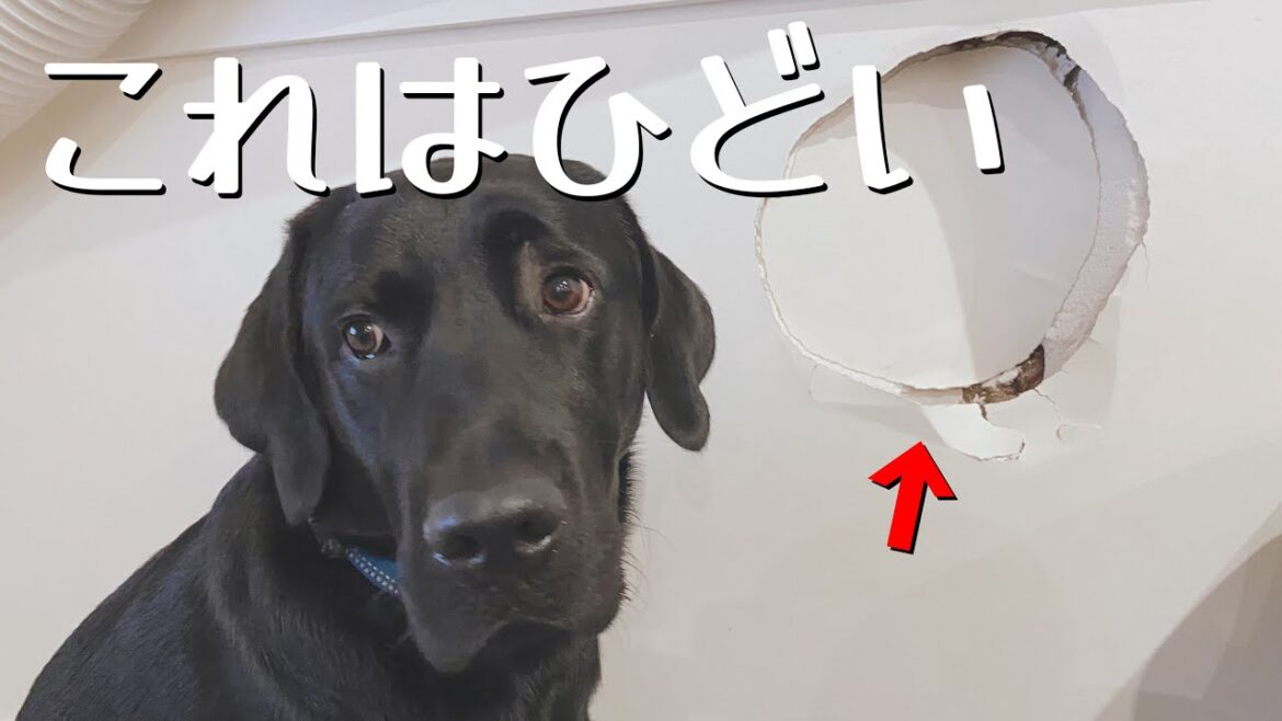 ラブラドールを飼うとこうなります【黒ラブ】大型犬 子犬