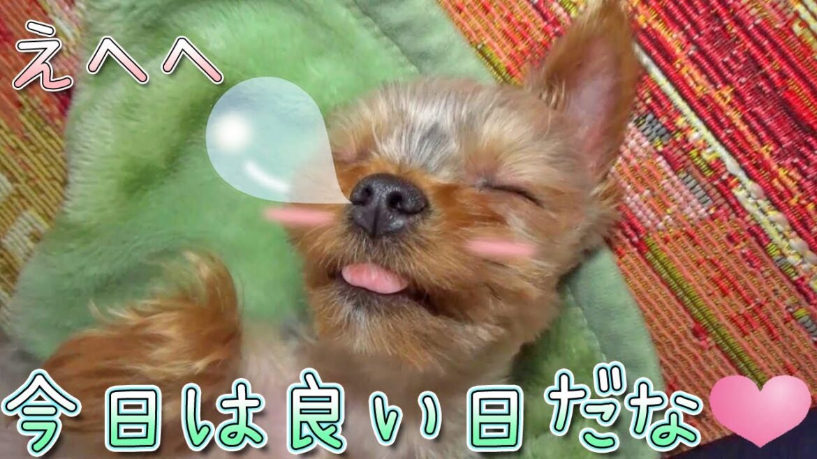 【ヨークシャテリア】おやつと貰って甘えて幸せなヨークシャテリア【Yorkshire Terrier】