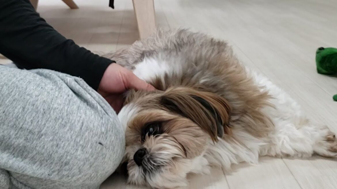シーズー犬の可愛さ全開！これを見たあなたは癒されること間違いなしｗｗｗ【犬Vlog】