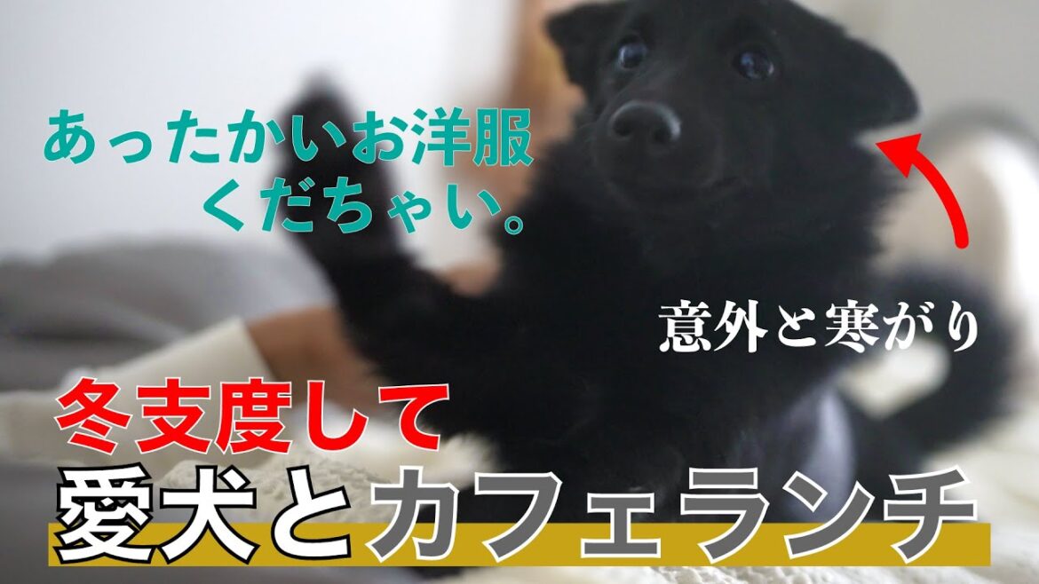 《愛犬とランチ》あざと可愛さに拍車がかかる黒犬👽スキッパーキのマーフ