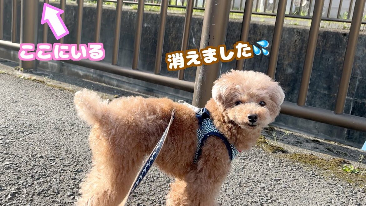 目の前にいる妹犬を見失って焦ってキョロキョロする兄犬が可愛い