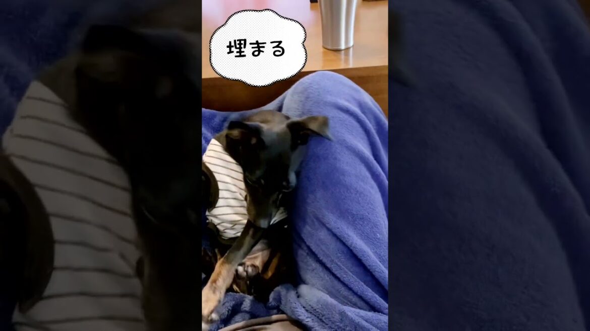 幸せな日常　ミニチュアピンシャー