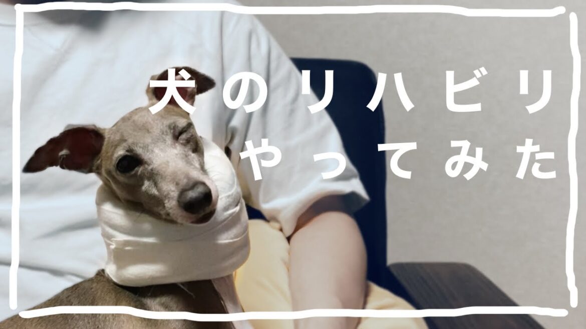 犬のリハビリをやってみた【イタリアングレーハウンド】