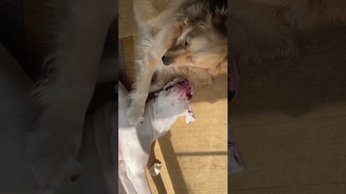 こっち向いて〜🐾ゴールデンレトリバー　ボクサー犬